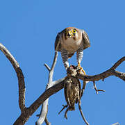Red-necked Falcon