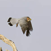 Red-necked Falcon