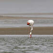 Flamant rose