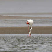 Flamant rose