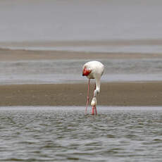 Flamant rose