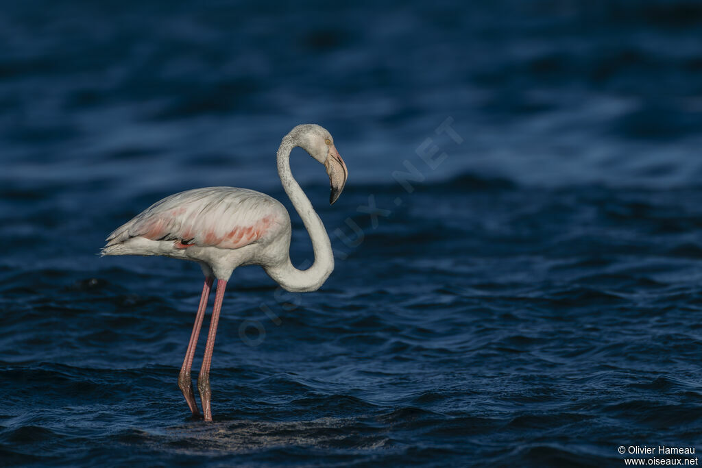 Flamant roseadulte, identification
