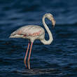 Flamant rose