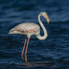 Flamant rose