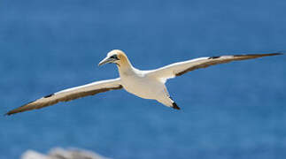 Cape Gannet