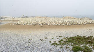 Cape Gannet