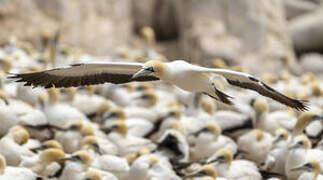 Cape Gannet