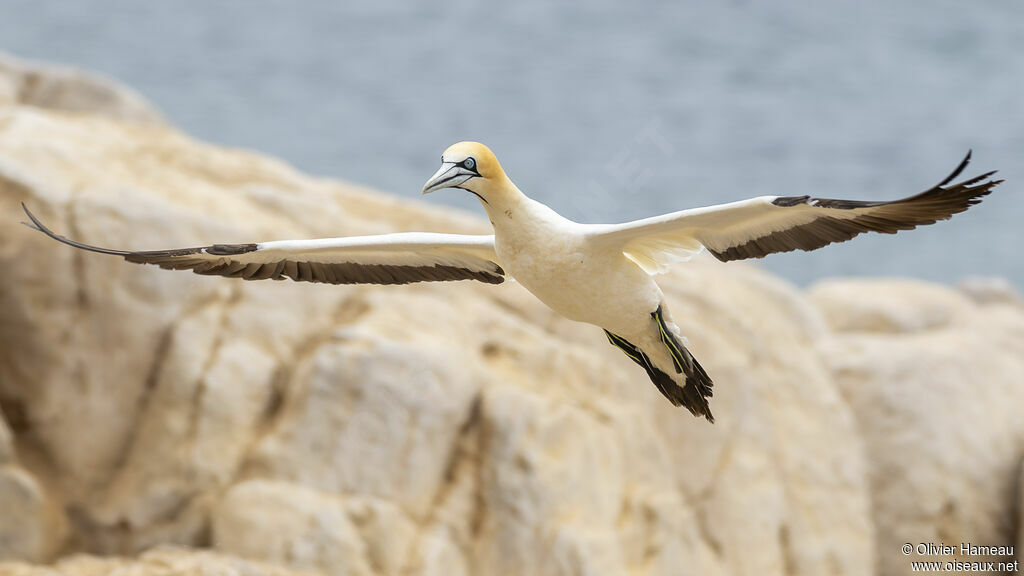 Cape Gannetadult, Flight