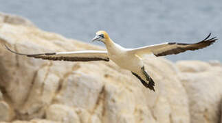 Cape Gannet