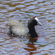 Red-knobbed Coot
