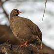 Francolin à bec rouge