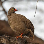 Francolin à bec rouge