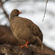 Francolin à bec rouge