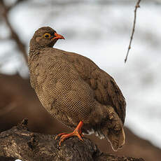 Francolin à bec rouge