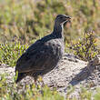 Francolin criard