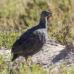 Francolin criard