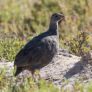 Francolin criard