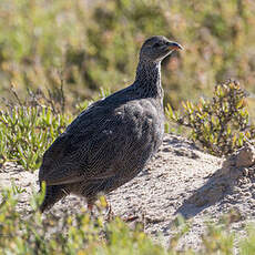 Francolin criard