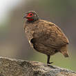 Francolin de Swainson