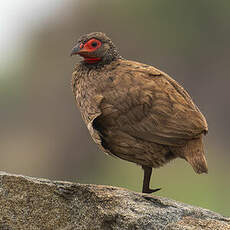 Francolin de Swainson