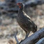Francolin de Swainson