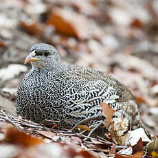 Francolin du Natal