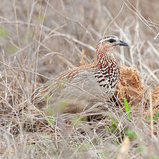 Francolin huppé