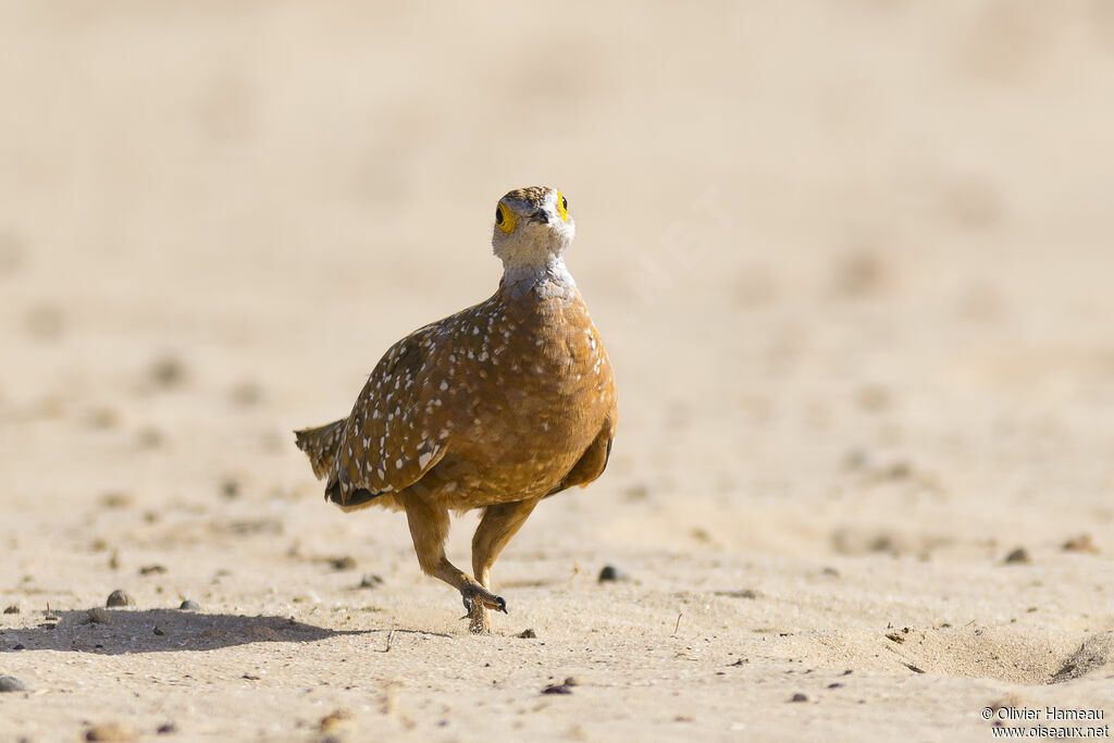 Burchell's Sandgrouse male adult, identification, walking
