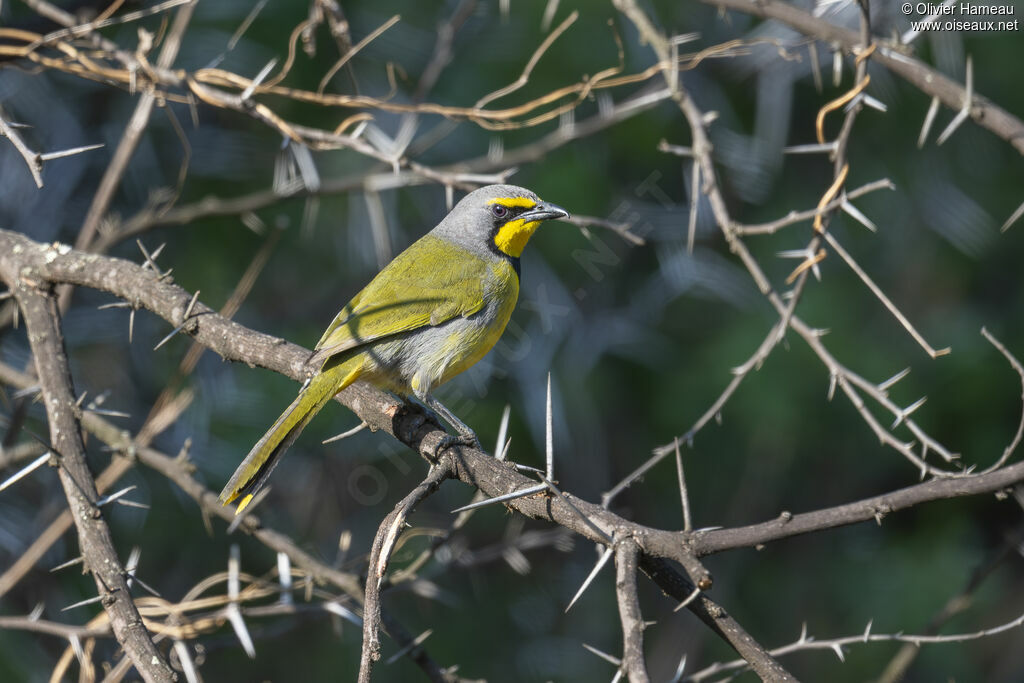 Gladiateur bacbakiri