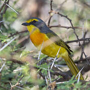 Orange-breasted Bushshrike