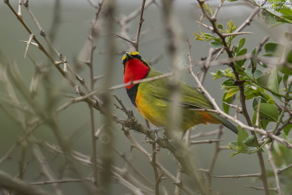 Gladiateur vert - Gonolek vert<br /> mâle adulte, identification