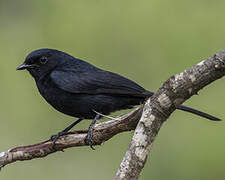 Southern Black Flycatcher