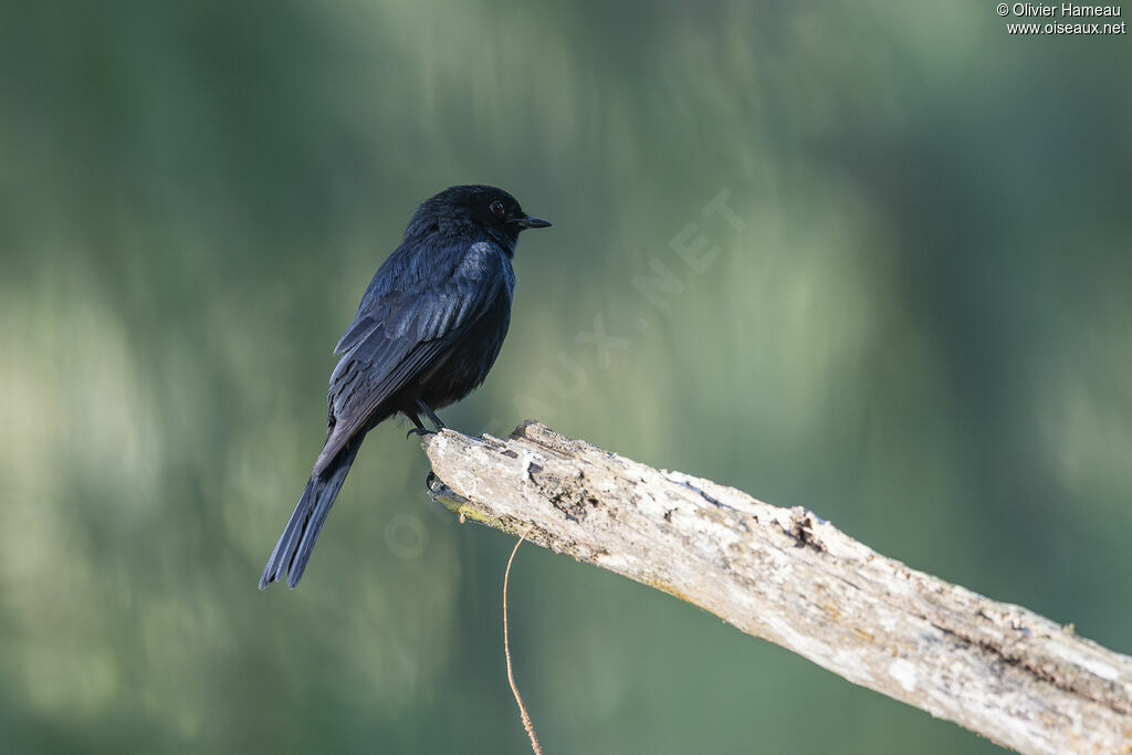 Gobemouche sud-africain