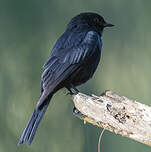 Gobemouche sud-africain