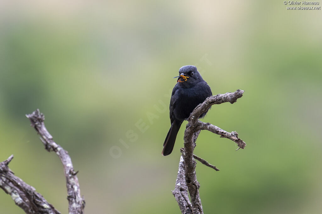 Gobemouche sud-africainadulte, identification, régime, mange