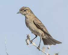 Chat Flycatcher
