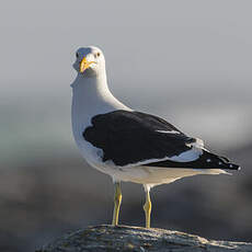 Goéland dominicain
