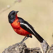 Crimson-breasted Shrike