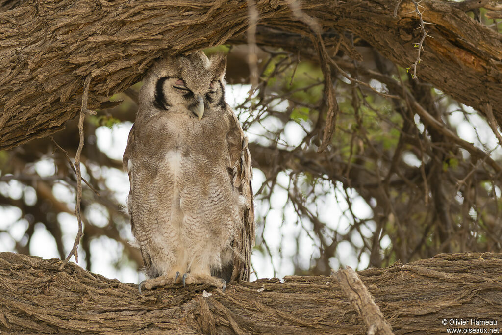 Verreaux's Eagle-Owladult, identification