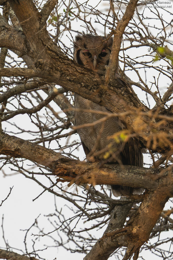 Grand-duc de Verreaux, habitat, camouflage