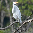 Grande Aigrette