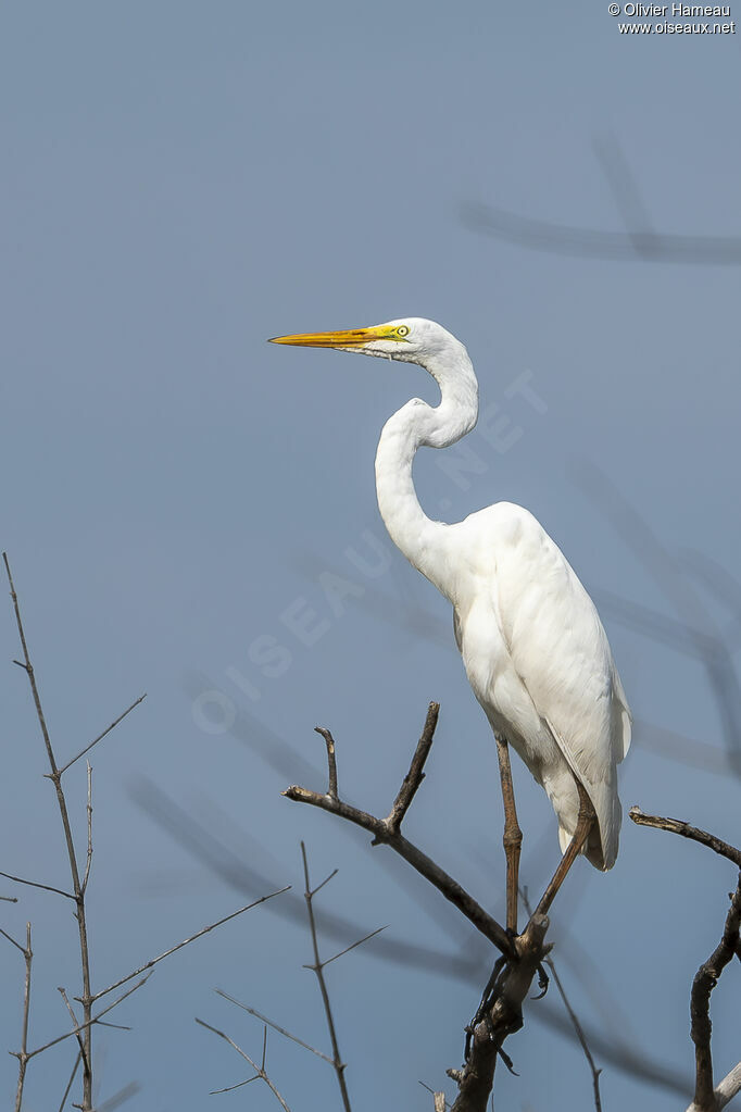 Great Egret