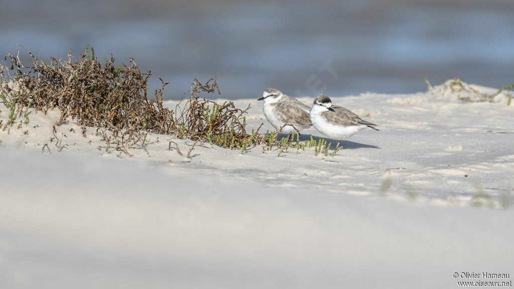 White-fronted Ploveradult, habitat
