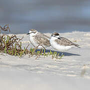 White-fronted Plover