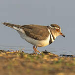 Gravelot à triple collier
