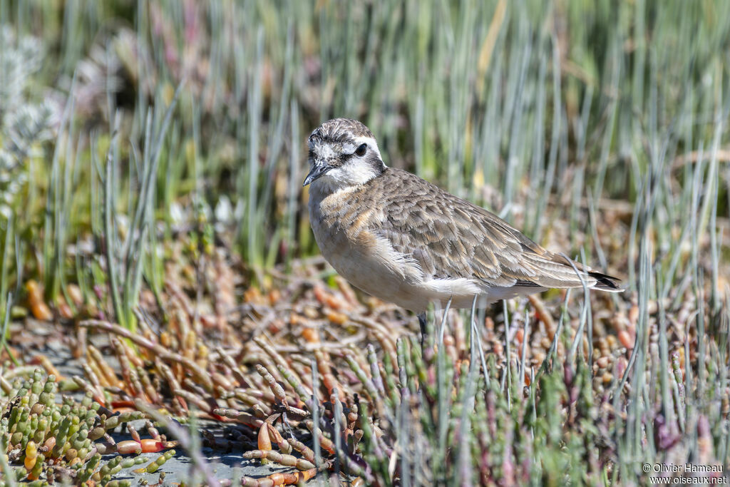 Kittlitz's Ploveradult, identification