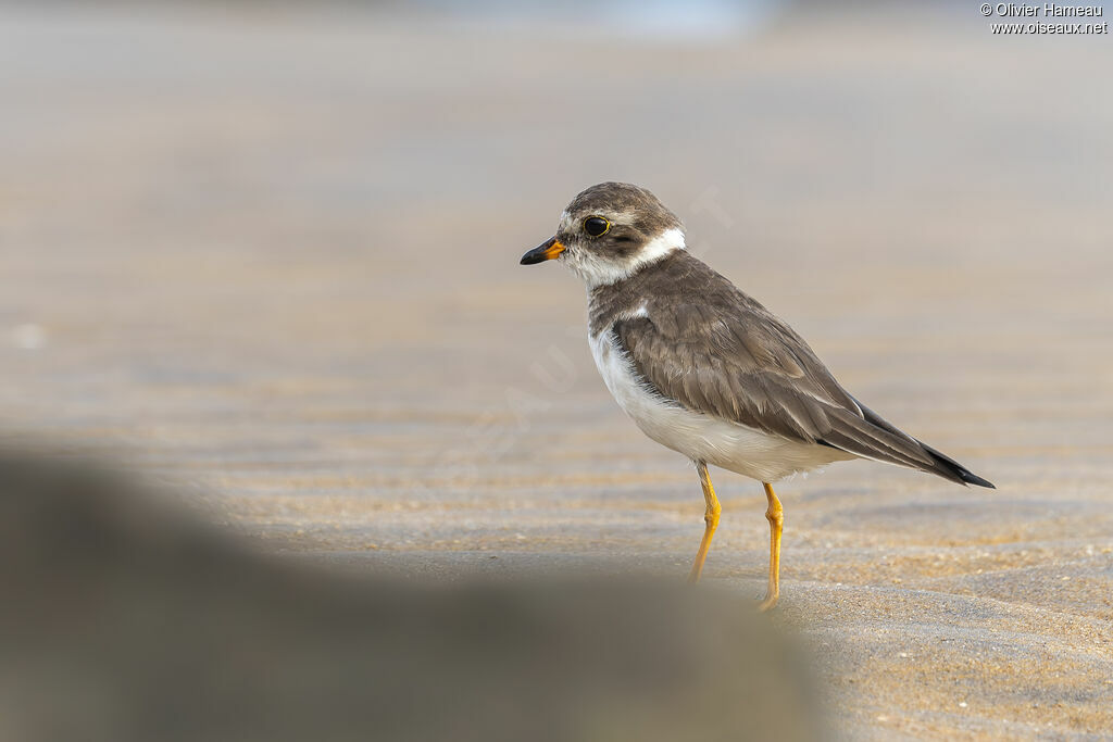 Semipalmated Plover