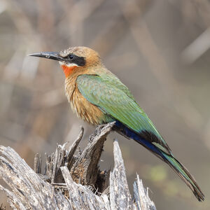 Guêpier à front blanc