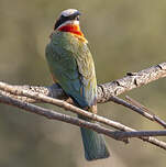 Guêpier à front blanc