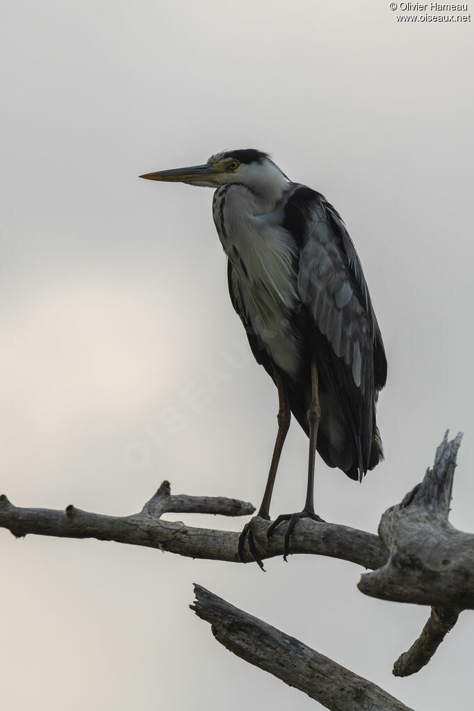 Héron cendré, identification